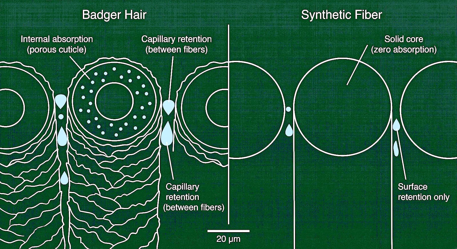 Cross-section comparison of badger hair vs synthetic fiber: badger hair shows internal absorption through a porous cuticle plus capillary retention between fibers; synthetic fiber has a solid core with surface retention only